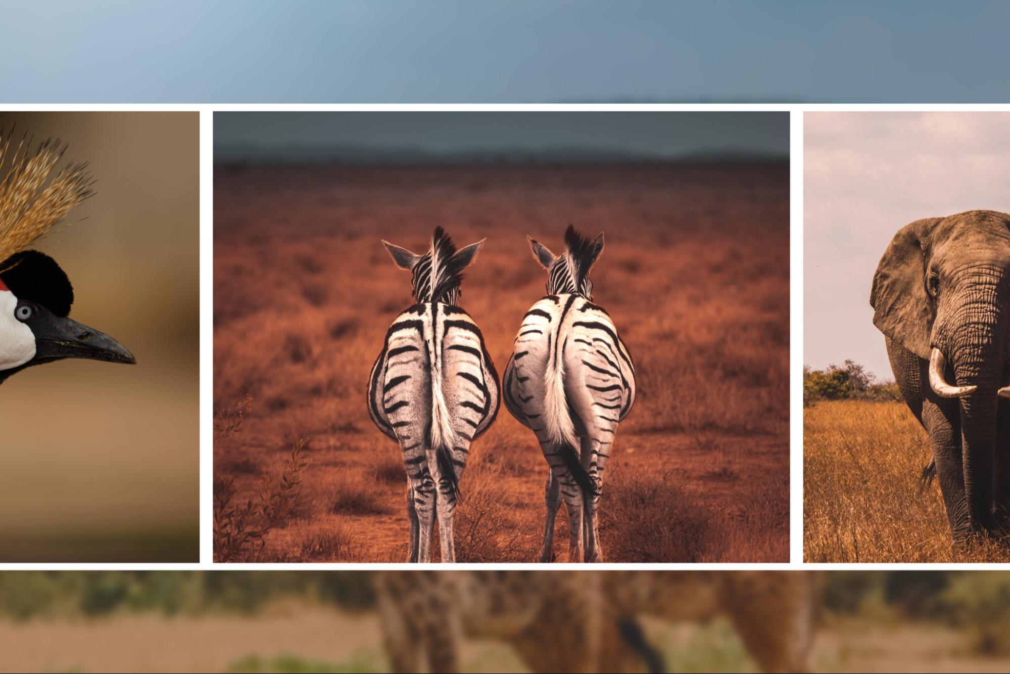 A gallery of wildlife photos: a bird with a black bill and orange crest on the left, two zebras viewed from behind in the center, and an elephant facing the camera on the right. Photos by Harshil Gudka, Roi Dimor, Geran De Klerk, Aj Robbie.