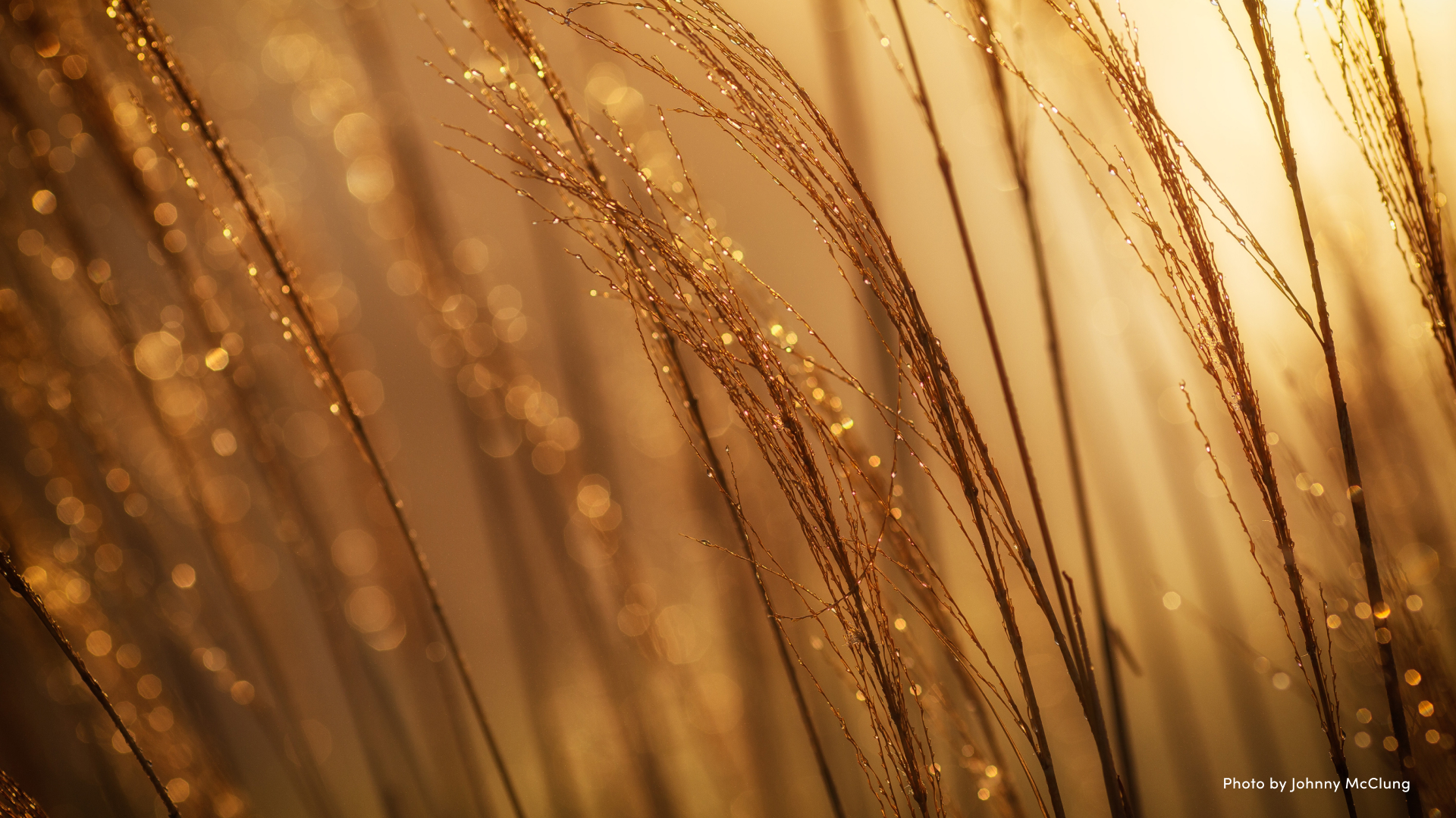 Golden photo of early-morning dew on long grass.